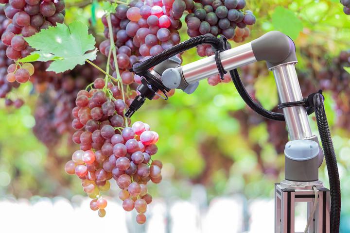 Robotic arm picking grapes. Credit: CSIRO